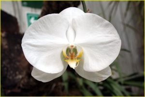 Orchids and other flowers from Estepona
