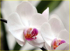 Orchids and other flowers from Estepona
