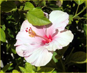 Orchids and other flowers from Estepona