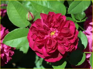 In Rose Garden, Portland, OR