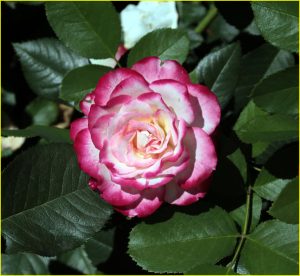 In Rose Garden, Portland, OR
