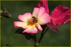 In Rose Garden, Portland, OR
