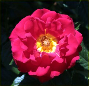 In Rose Garden, Portland, OR