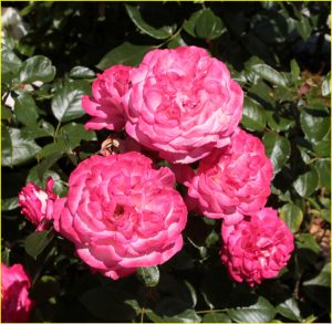 In Rose Garden, Portland, OR