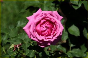 In Rose Garden, Portland, OR