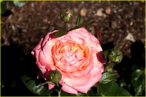 In Rose Garden, Portland, OR
