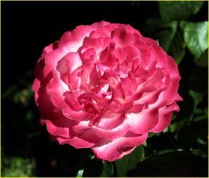 In Rose Garden, Portland, OR