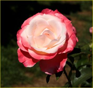 In Rose Garden, Portland, OR