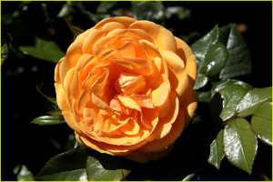 In Rose Garden, Portland, OR