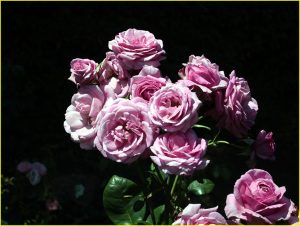 In Rose Garden, Portland, OR