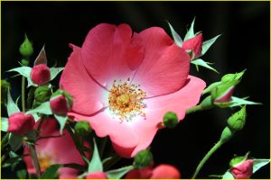 In Rose Garden, Portland, OR