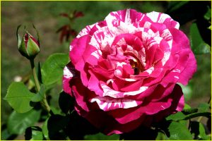 In Rose Garden, Portland, OR