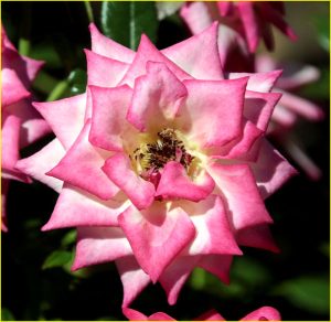 In Rose Garden, Portland, OR