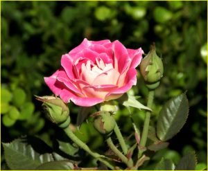 In Rose Garden, Portland, OR