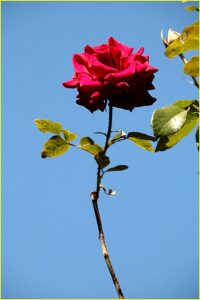 In Rose Garden, Portland, OR