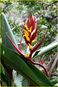 In Medellin Botanic Garden, Colombia