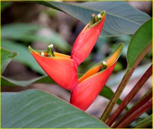 In Medellin Botanic Garden, Colombia