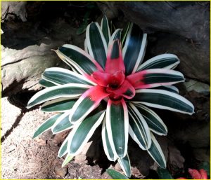 In Medellin Botanic Garden, Colombia