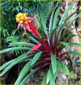 In Medellin Botanic Garden, Colombia