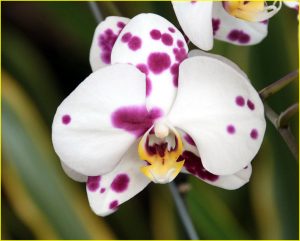 In Medellin Botanic Garden, Colombia