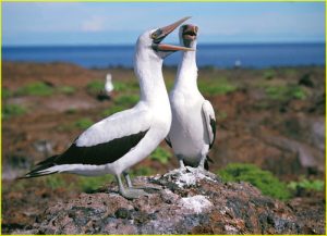 Where are you? Two Masked Booby birds on Isla Santiago (James Island)