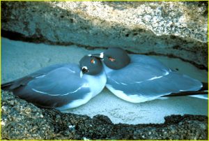 Galapagos Dove in love on Isla Genovesa (Tower Island)