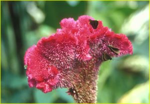 Flora of mainland Ecuador