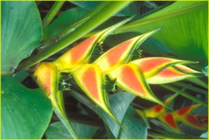 Flora of mainland Ecuador