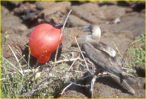 Great Frigate bird, Tower (Genovesa) Island, Galapagos