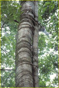 Tikal - strangler vine