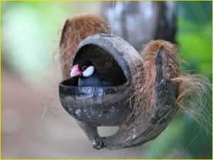 Java sparrow in coconut nest, Big Island