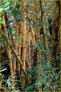Bamboo Forest, Big Island