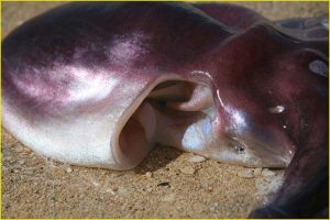 An octopus stranded on Baldwin Beach, Maui