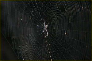 Spider's web, Maui