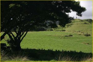 Landscape in Hana, Maui