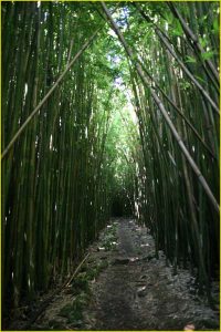 Bamboo forest in Oheo Gulch near Hana, Haleakala National Park, Maui