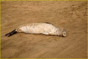 Monk seal on Kee Beach, Northern Kauai