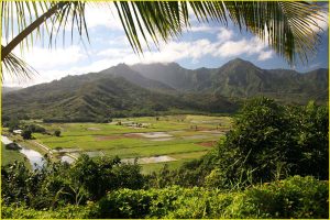 Taro fields in Hanalei Valley, Northern Kauai