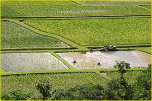 Taro fields in Hanalei Valley, Northern Kauai