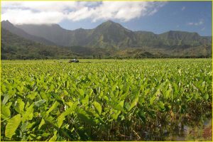 Taro fields in Hanalei Valley, Northern Kauai