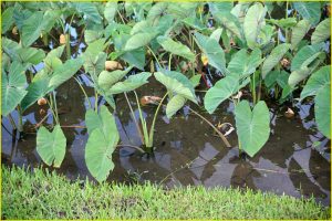 Taro plant in Hanalei Valley, Northern Kauai