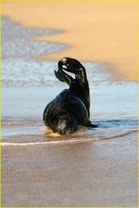 A baby monk seal playing at Kawailoa Beach, southern Kauai