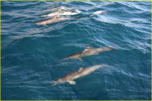 Spinner dolphins off Napali Coast, Kauai