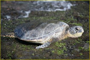 A green sea turtle