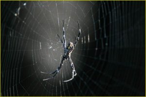 A spider web