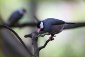 Java sparrows on the Big Island