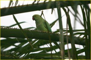 A green parrot, Oahu