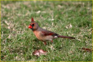 Northern Cardinal, Oahu