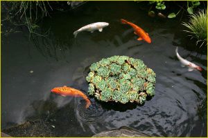 Fishpond
