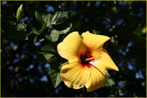 Flowers of Hawaii